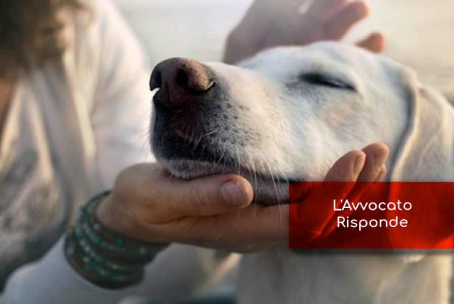 Custodia del Cane e Responsabilità del Proprietario