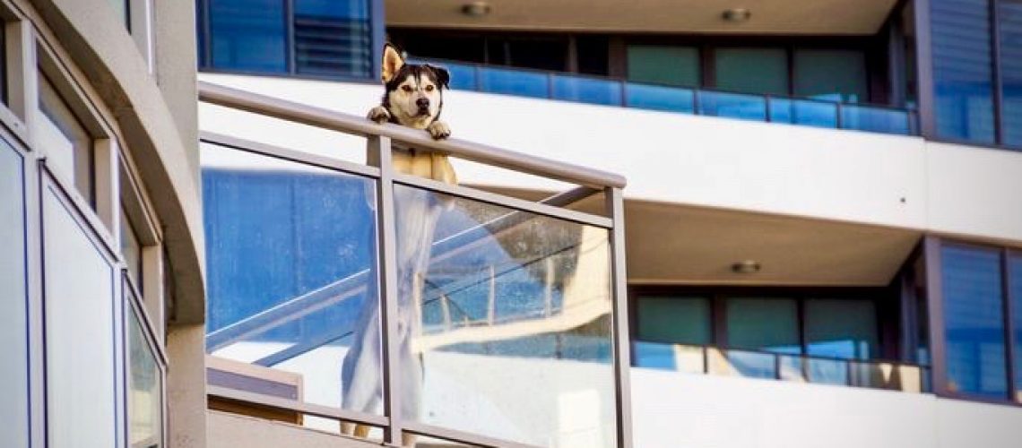 Animali Domestici e Condominio