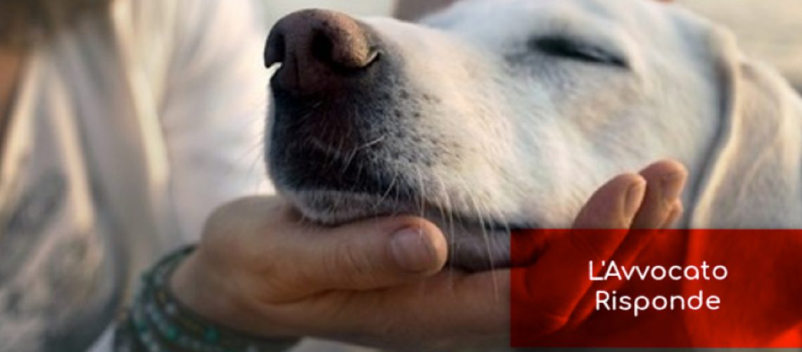 Custodia del Cane e Responsabilità del Proprietario